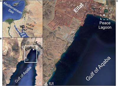 Heavy Metal, Rare Earth Element and Pb Isotope Dynamics in Mussels During a Depuration Experiment in the Gulf of Aqaba, Northern Red Sea